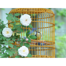 New Style Bird Cage (TS-E129)